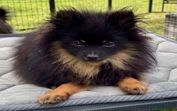 Pomeranian dogs for adoption: Brownie: The Tiny Soul Who Refused to Be Broken - Image 6