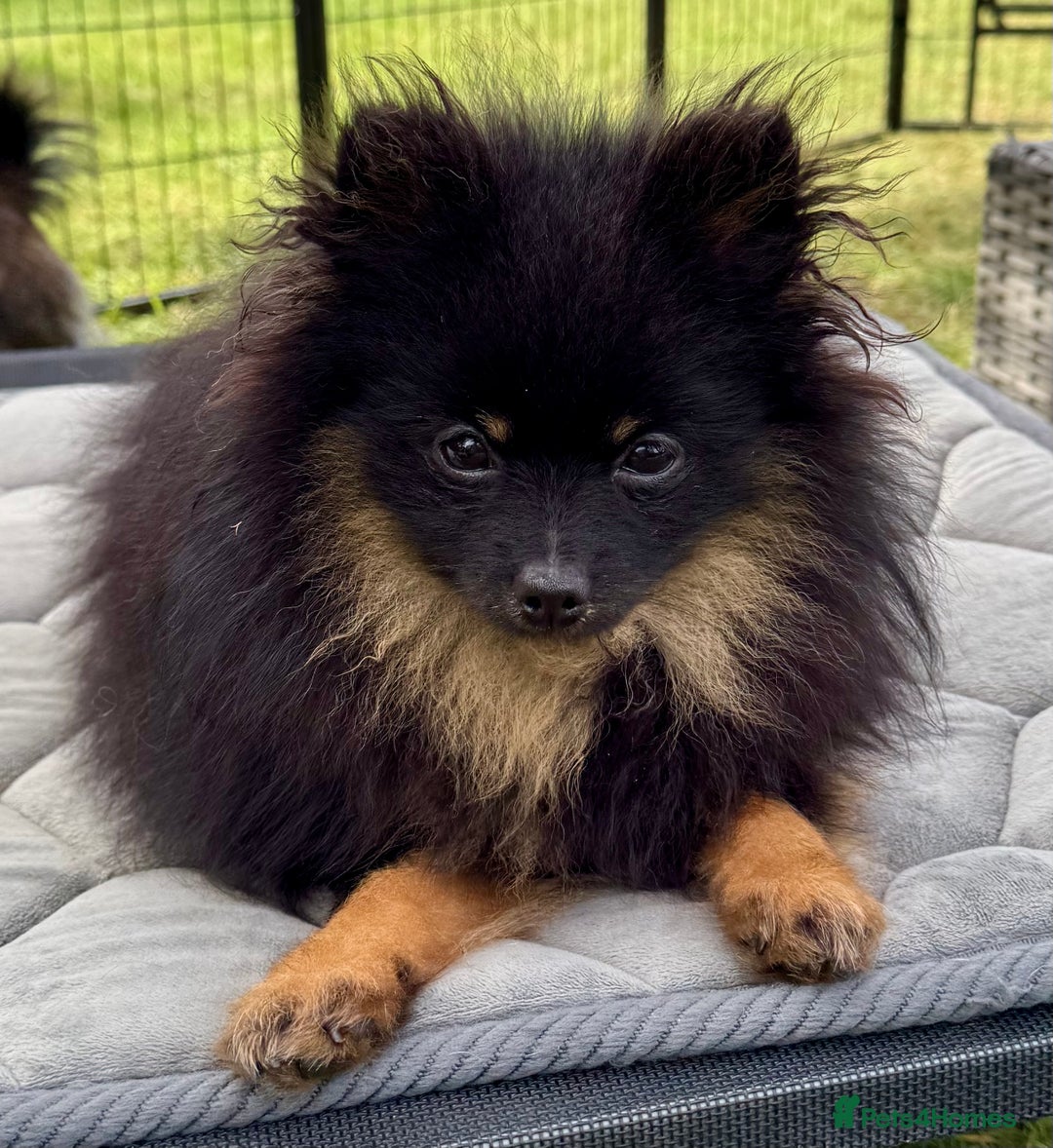 Pomeranian dogs for adoption: Brownie: The Tiny Soul Who Refused to Be Broken - Image 6