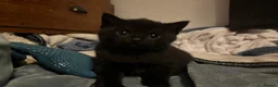 Mixed Breed cats for sale: two full black beautiful babies for sale  - Advert 14