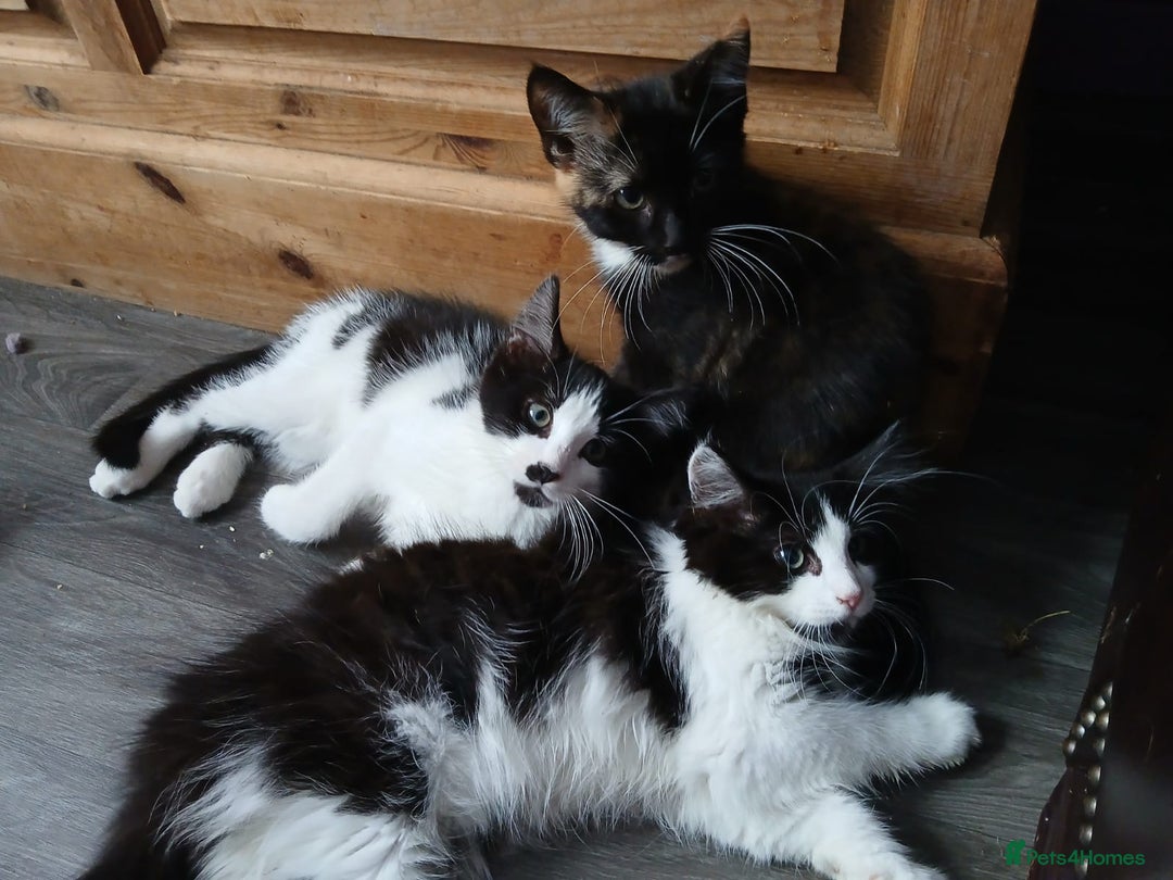 Maine Coon cats for sale:  Vet check. Full Vaccinated. Microchiped kittens in Sudbury - Image 27