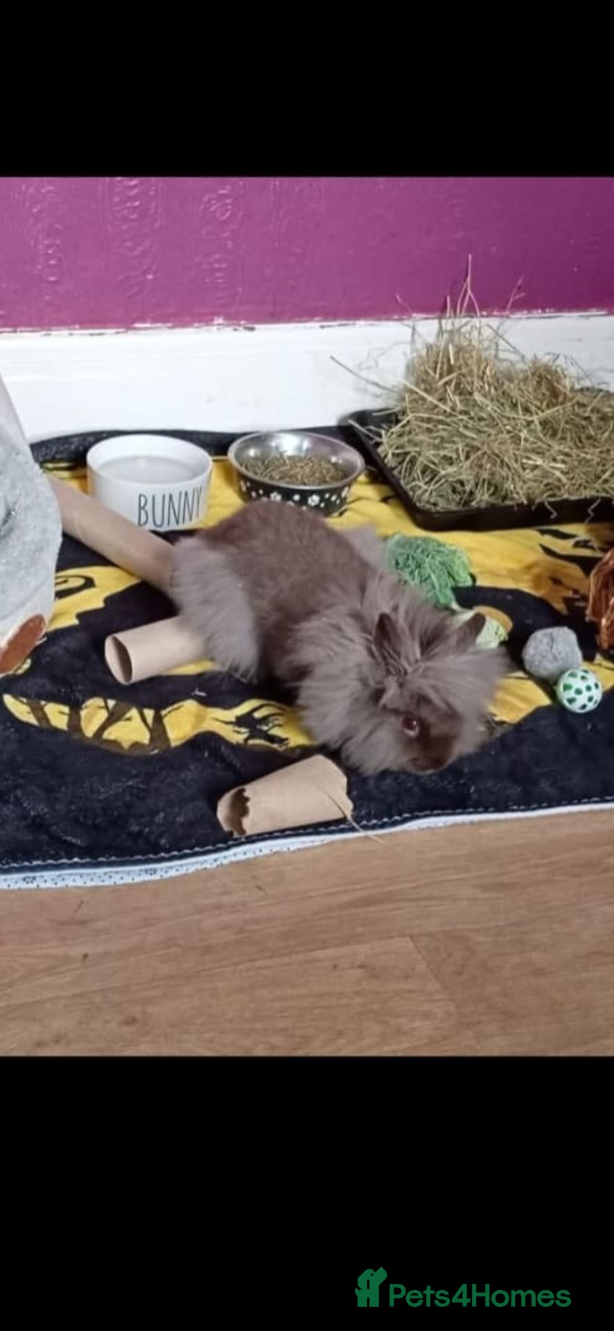 Lionhead rabbits Purebred Lionhead Baby Rabbit - Advert 2