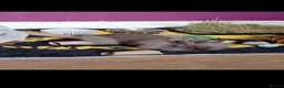 Lionhead rabbits for sale: Purebred Lionhead Baby Rabbit - Advert 2