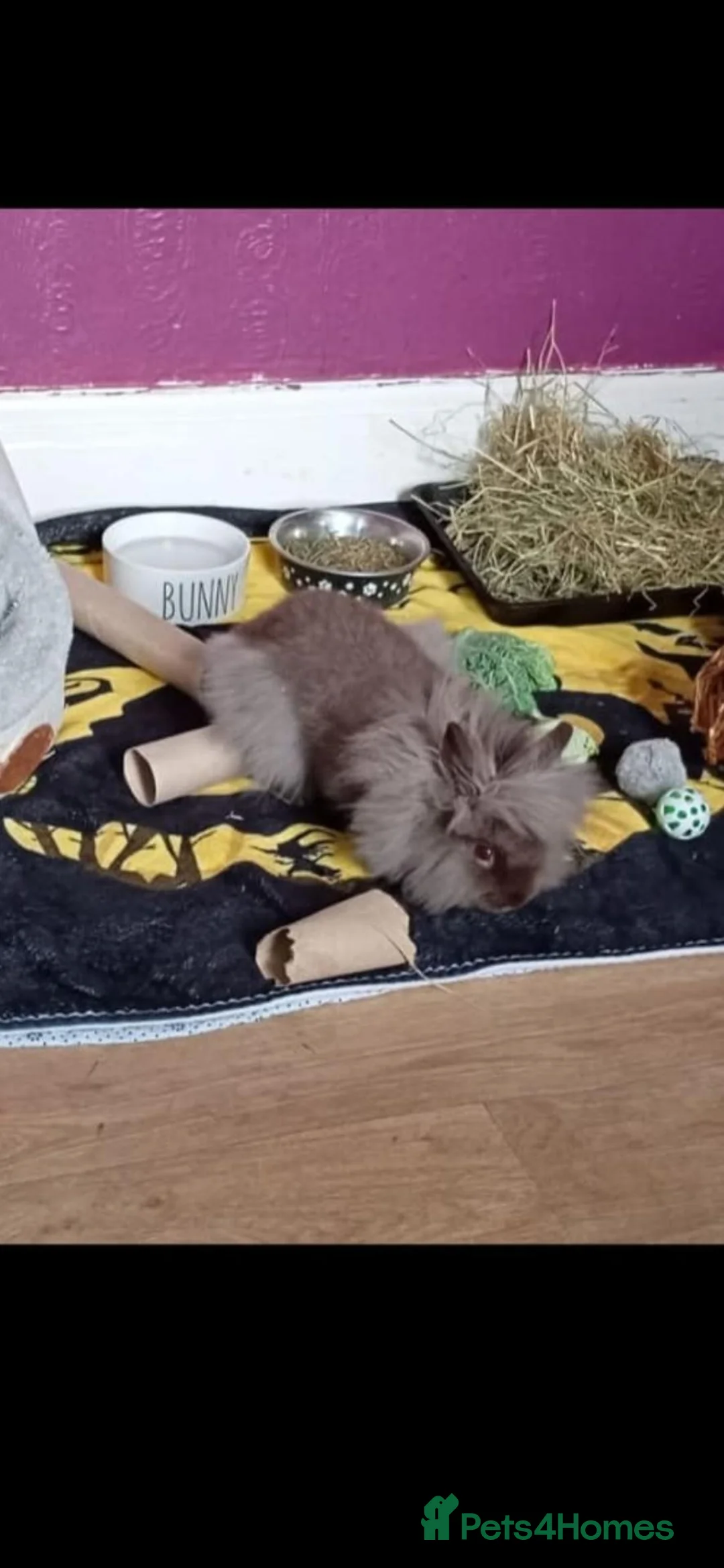 Lionhead rabbits for sale: Purebred Lionhead Baby Rabbit - Advert 2