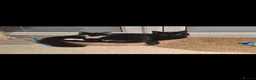 Mixed Breed cats for sale: READY NOW ..Beautiful black and white kittens  - Advert 9