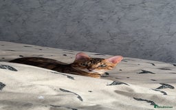 Bengal cats for sale: Beautiful bengal cat  - Image 7