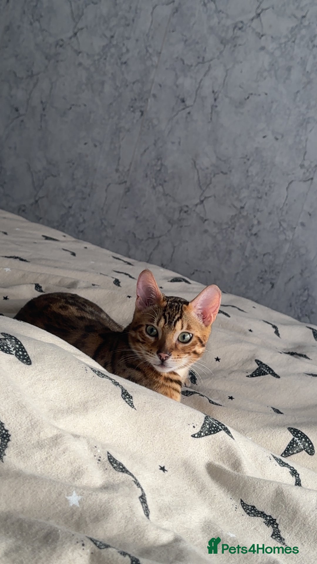 Bengal cats for sale: Beautiful bengal cat  - Image 7
