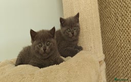 British Shorthair cats for sale: Silver tabby/blue British shorthair kittens - Image 14