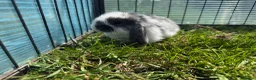 Mini Lop rabbits for sale: Litter of Mini lop Bunnies  - Advert 8
