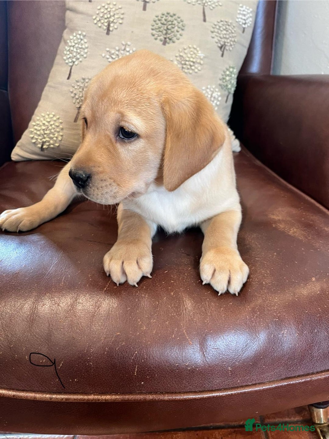 Labrador Retriever dogs for sale: Fox Red/Golden Labrador Puppies  - Image 15