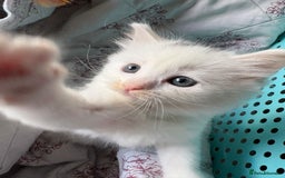 Ragdoll cats for sale: 2 left! Female Ragdoll mix kittens for sale  - Image 7