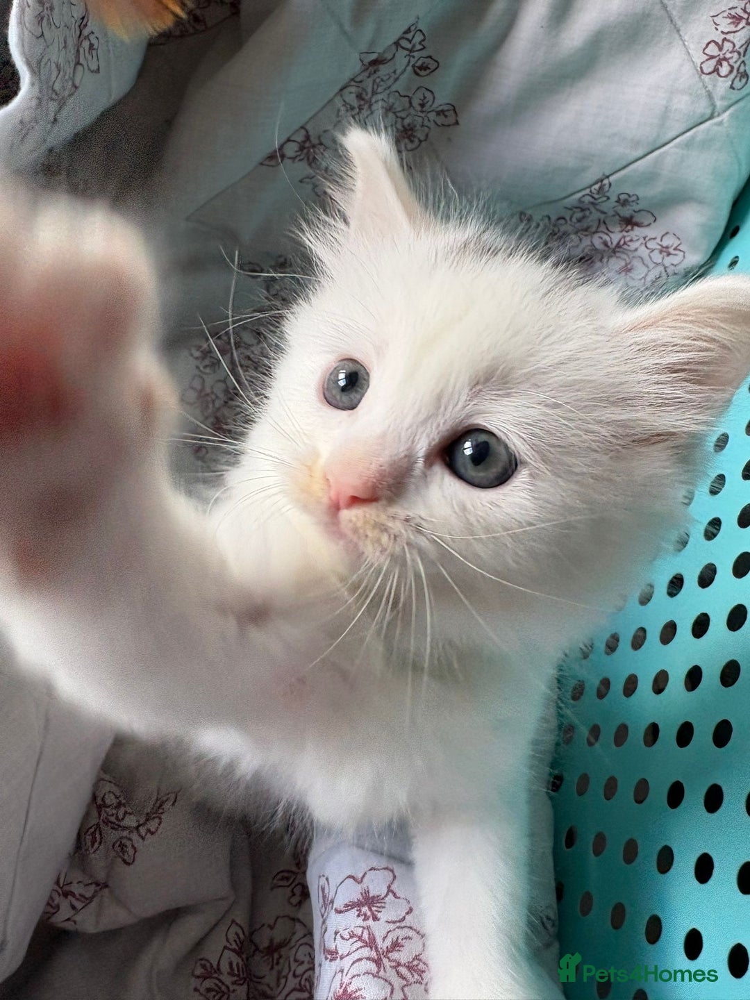 Ragdoll cats for sale: 2 left! Female Ragdoll mix kittens for sale  - Image 7