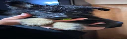 German Shepherd dogs for sale: Straight back German shepherd puppys - Advert 7