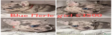 French Bulldog Puppy 8