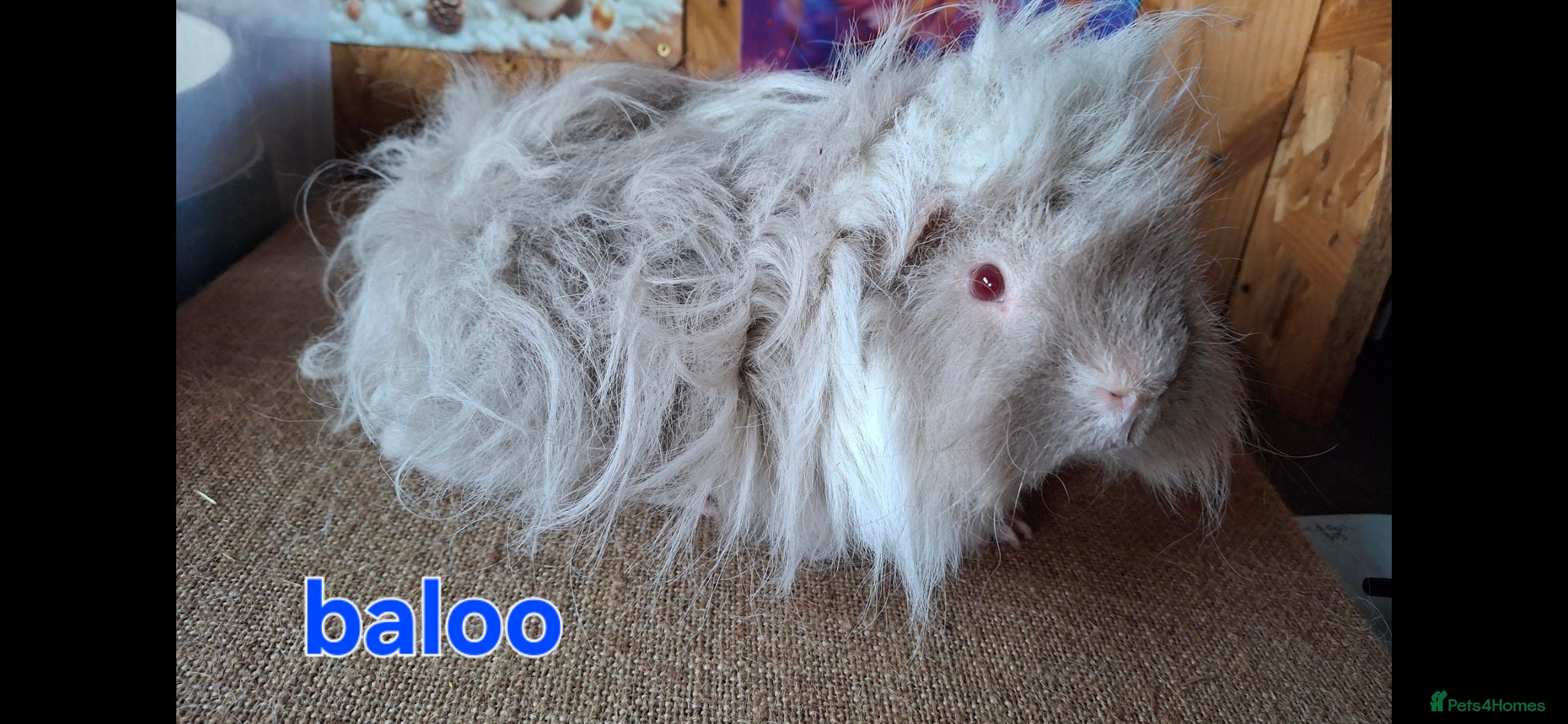 Guinea Pig rodents Lunkarya - Advert 6