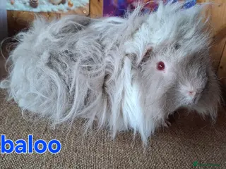 Guinea Pig rodents Lunkarya - Advert 6