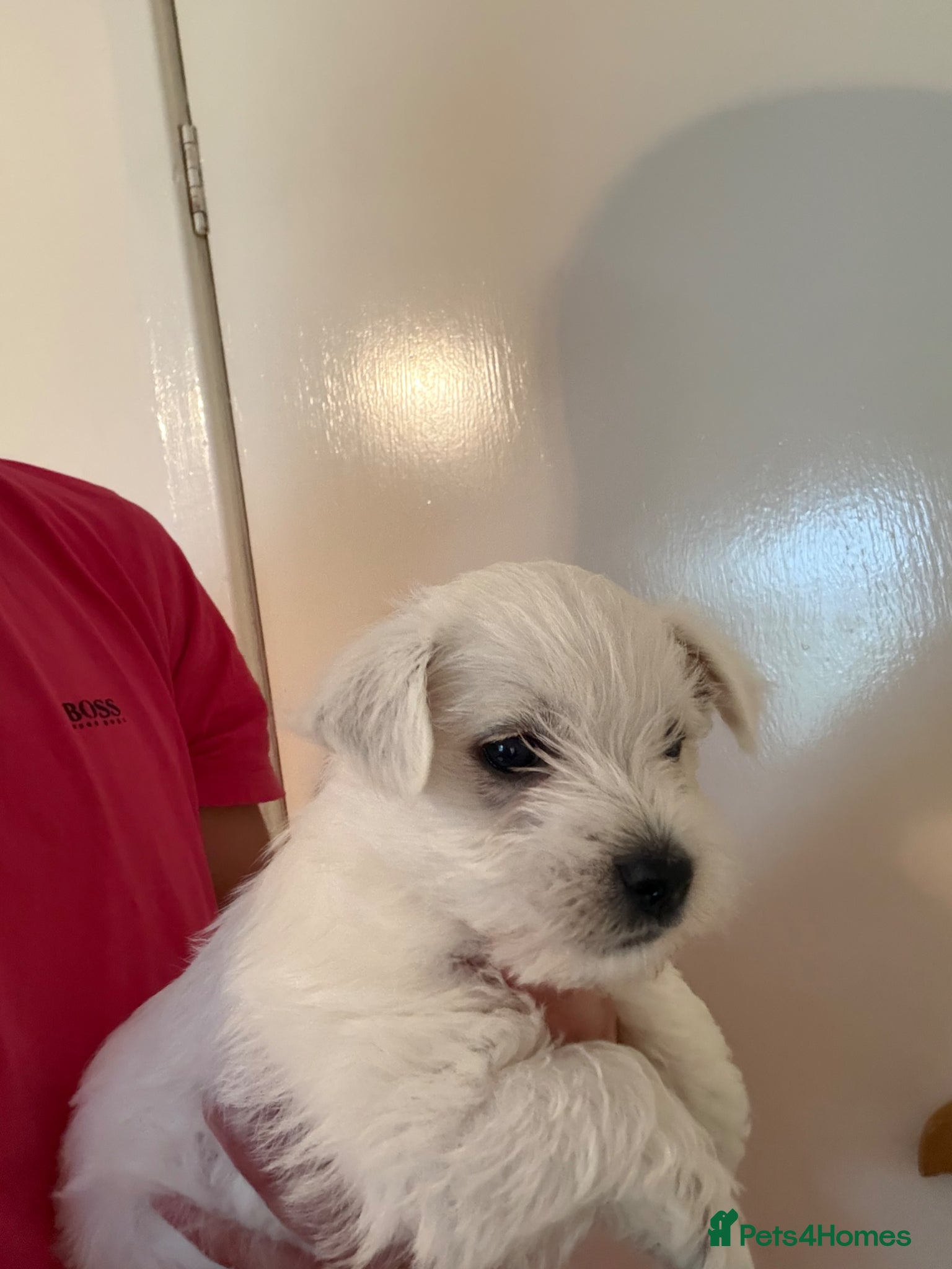 West Highland Terrier dogs for sale: Beautiful Westies - Advert 11