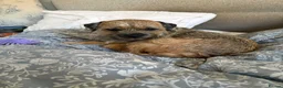 Border Terrier dogs for sale: Rehoming. Shy KC Border Terrier girl Betsy. 🥰 - Advert 4