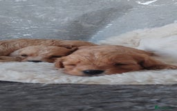 Cavapoo dogs for sale: Stunning cavapoo puppies - Image 10