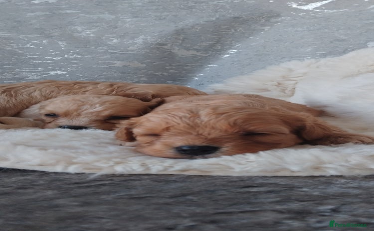 Cavapoo dogs - Advert 2