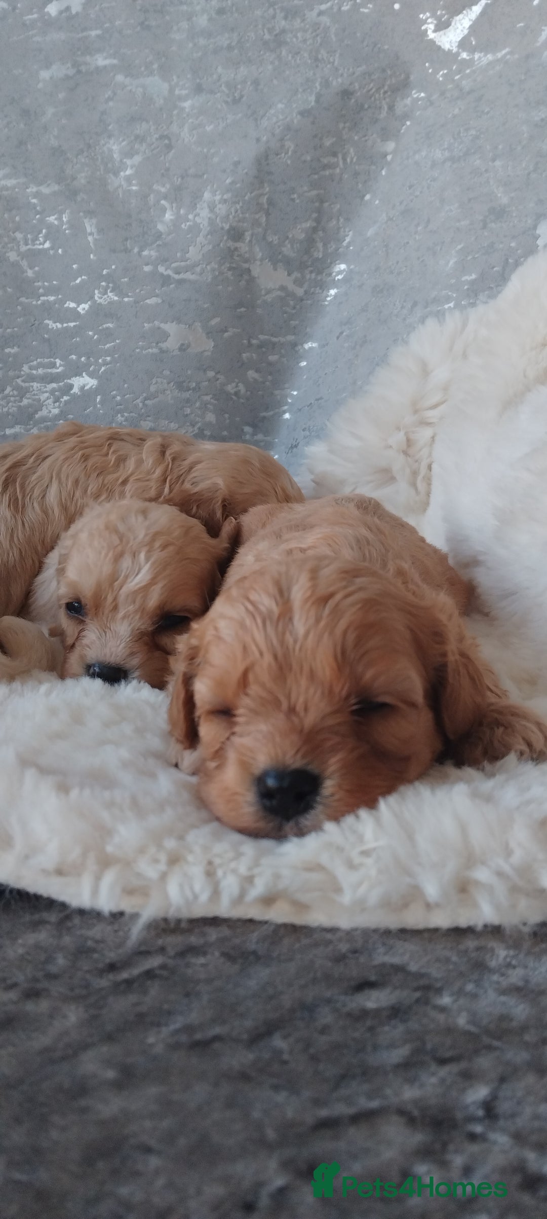 Cavapoo dogs for sale: Stunning cavapoo puppies - Image 10