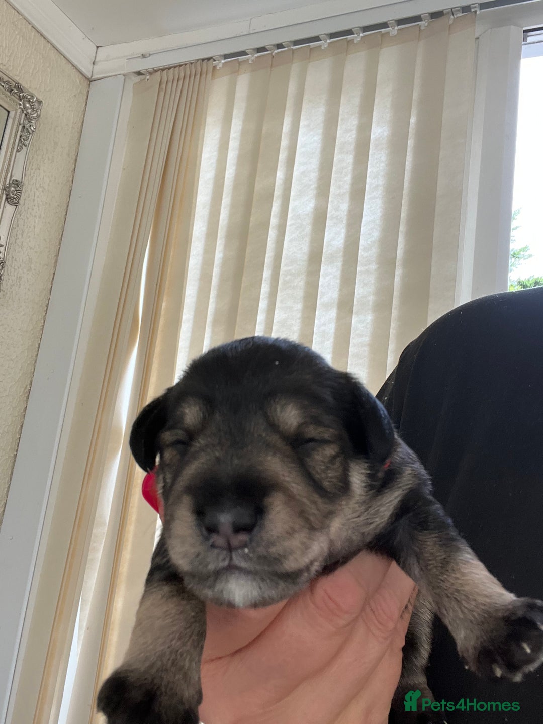 Mixed Breed dogs for sale: 🐾🐶Schnauzer/ Schnoodles 🐶🐾 - Image 7