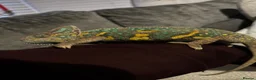 Chameleon reptiles for sale: female veiled chameleon  - Advert 1