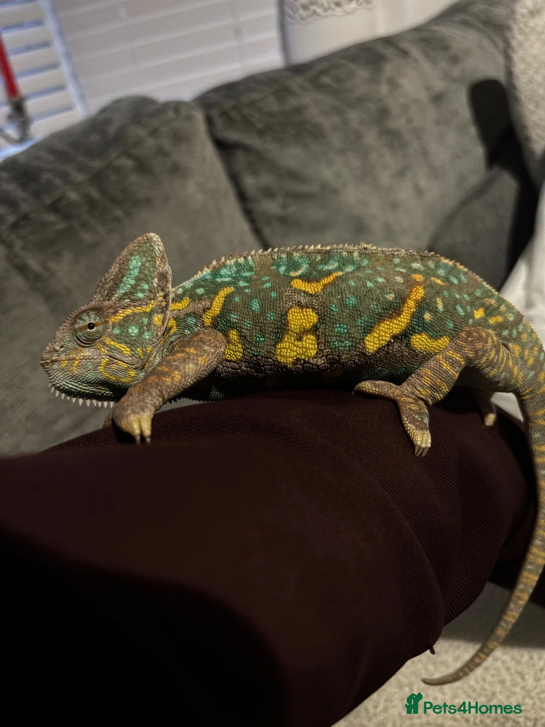 Chameleon reptiles for sale: female veiled chameleon  - Advert 1