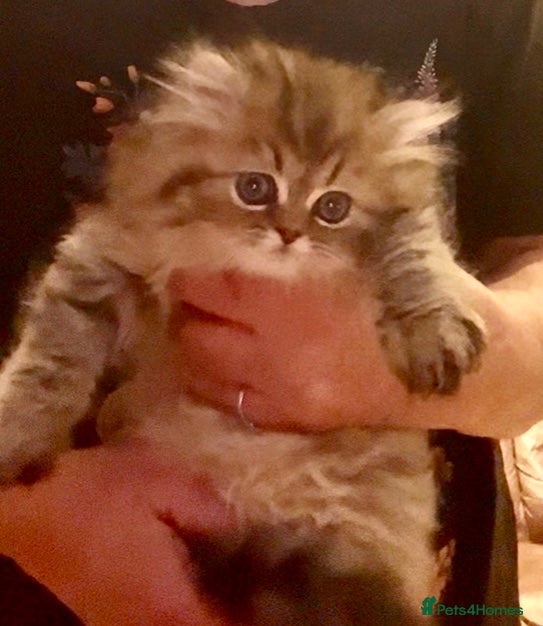 Persian cats Golden chinchilla persian male  - Advert 1