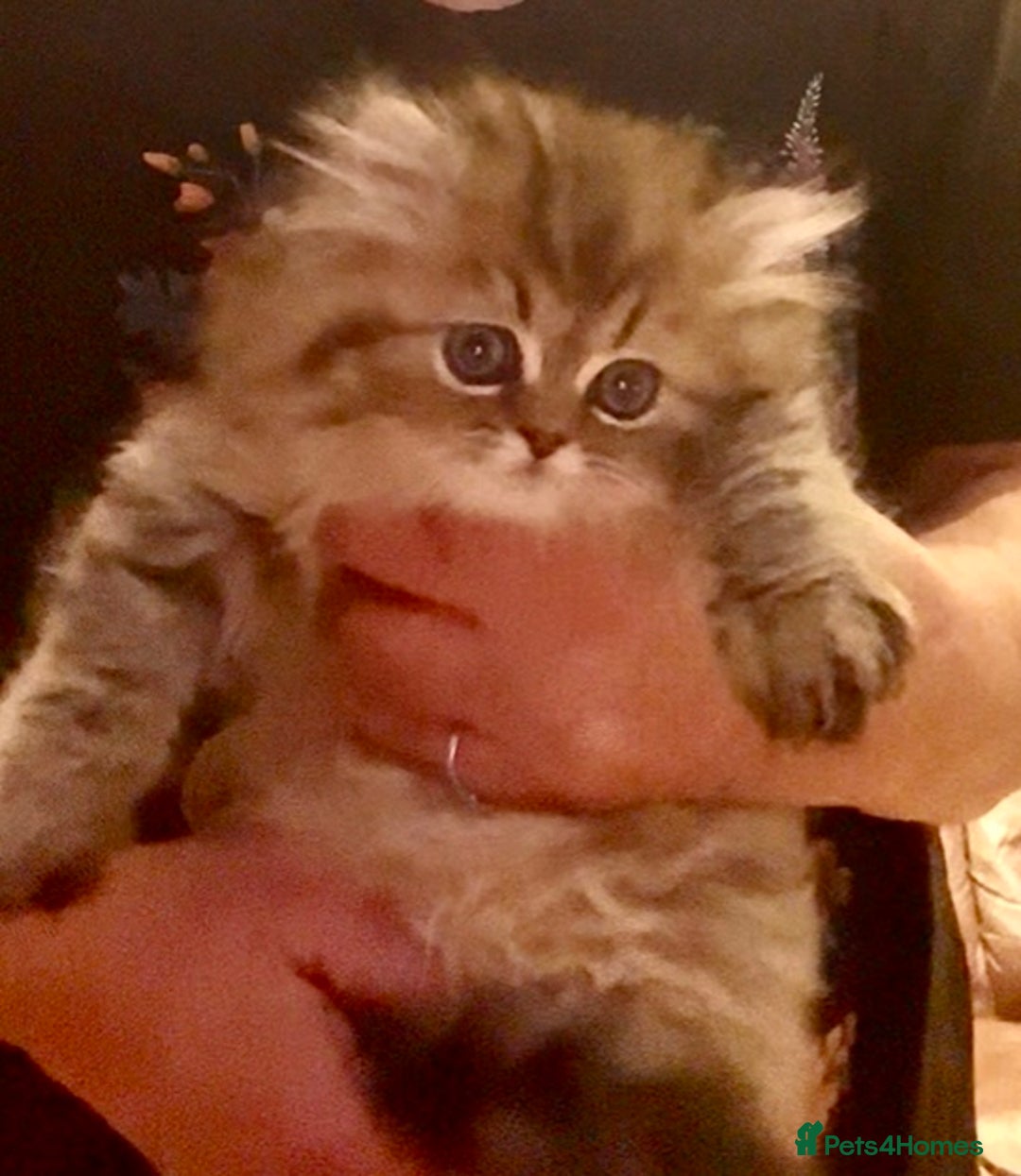 Persian cats for sale: Golden chinchilla persian male  - Advert 1