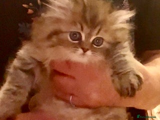 Persian cats Golden chinchilla persian male - Advert 6