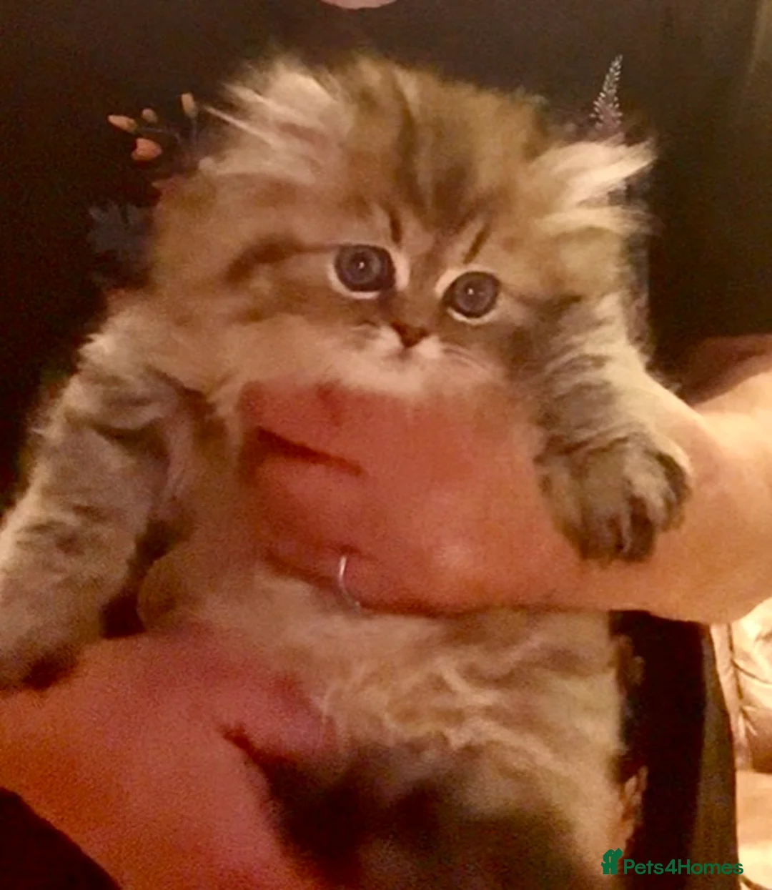 Persian cats for sale: RESERVERED Golden chinchilla persian male  - Advert 1