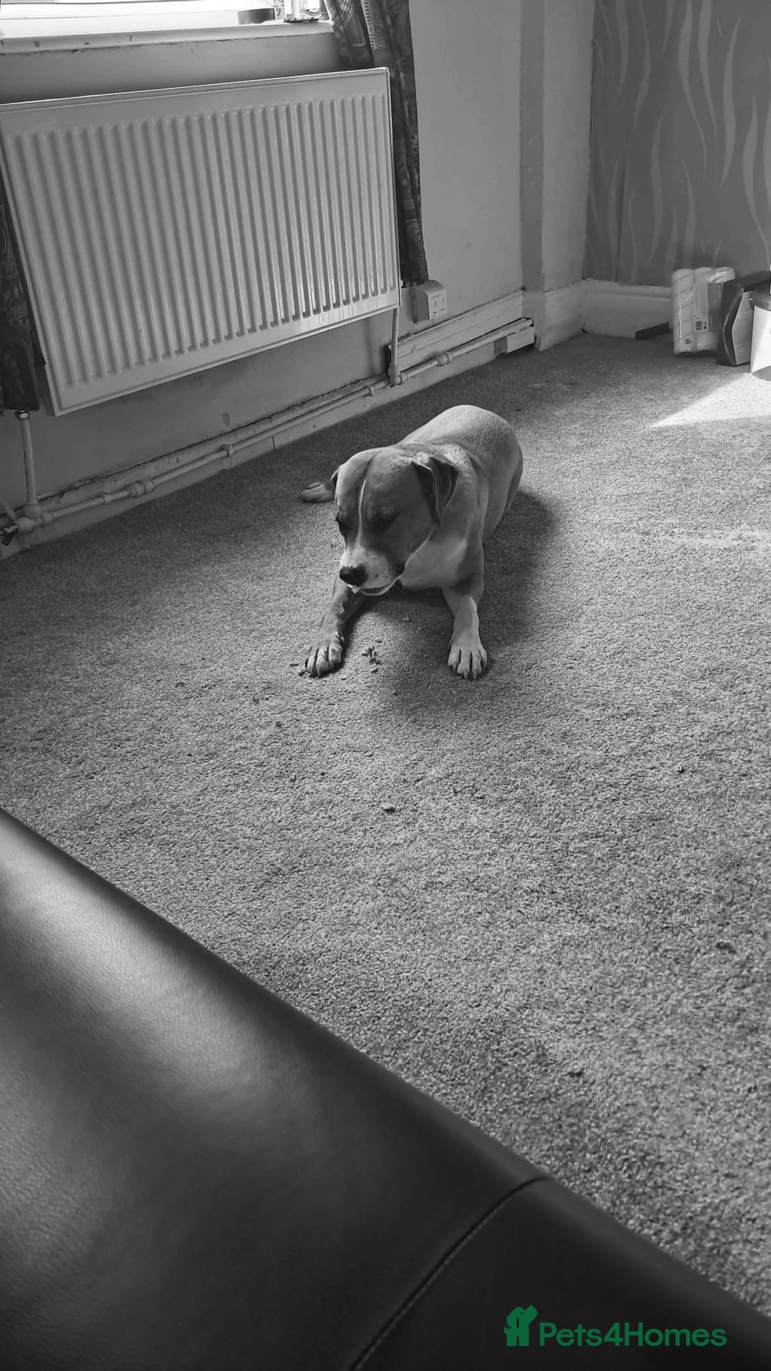 Mixed Breed dogs for sale: Bruno - Advert 4