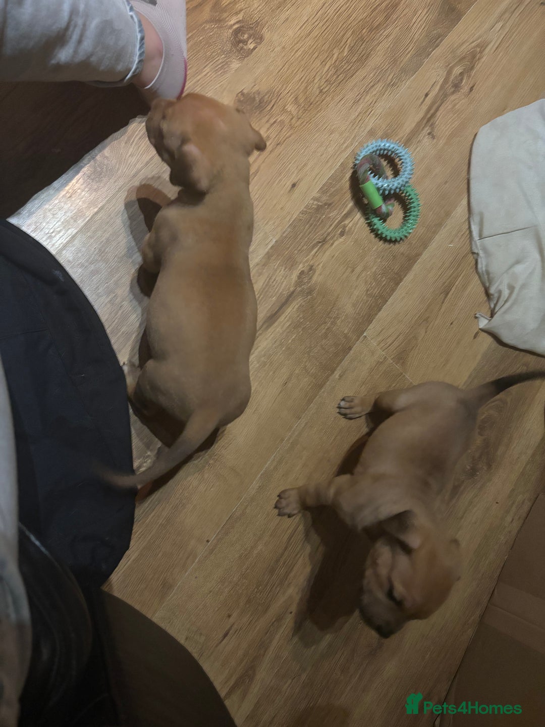 Mixed Breed dogs for sale: mastiffxrottweiler available now last 3 girls left - Advert 11