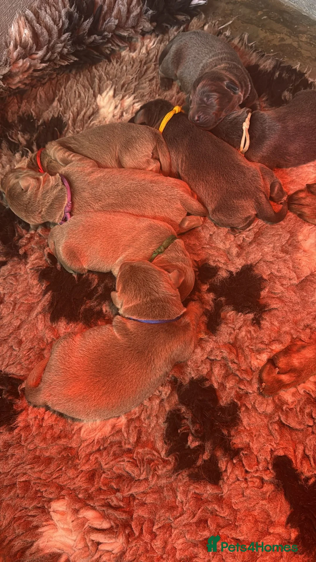 Labrador Retriever dogs for sale: RARE Stunning Silver & Charcoal Labrador pups - Advert 2