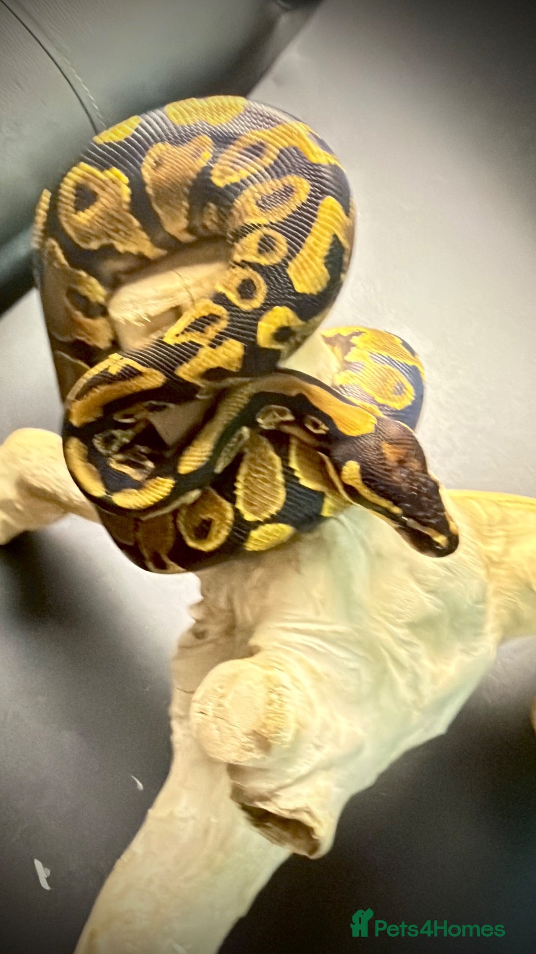 Python Snake reptiles Yellowbelly-het Pied Male - Advert 11