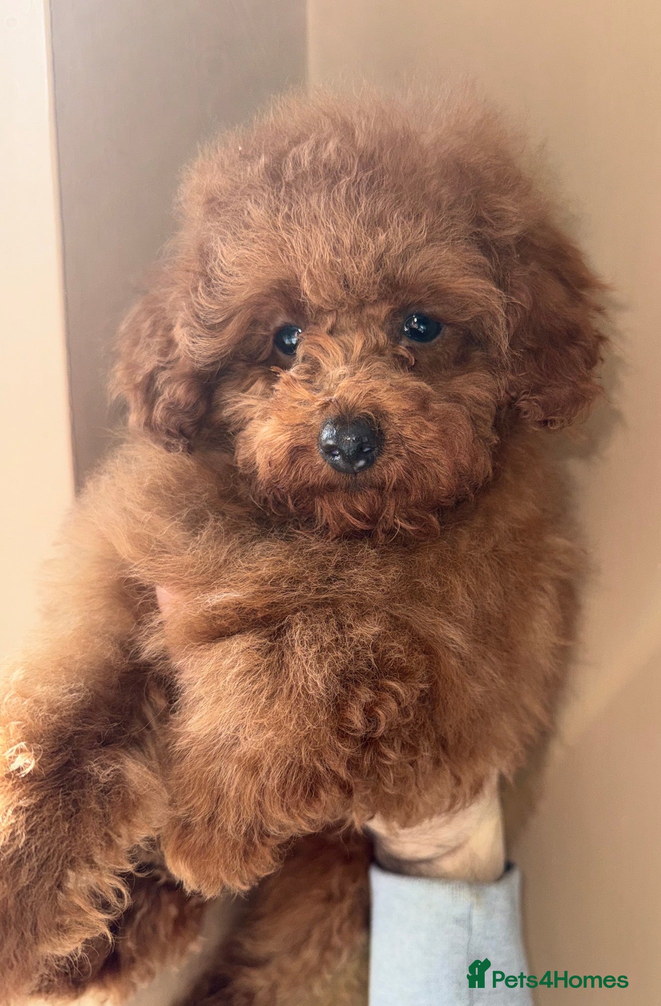 Toy Poodle dogs ❤️❤️Deep Red Petite KC Toy Poodles❤️❤️ - Advert 1