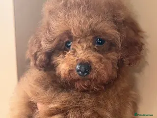Toy Poodle dogs ❤️❤️Deep Red Petite KC Toy Poodles❤️❤️ - Advert 5