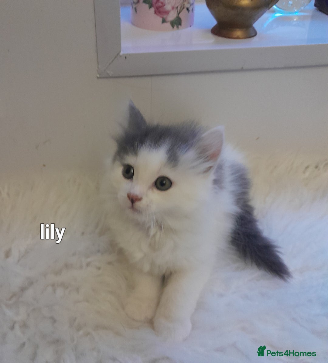 Siamese cats for sale: Bi colour blue and white kittens - Image 33