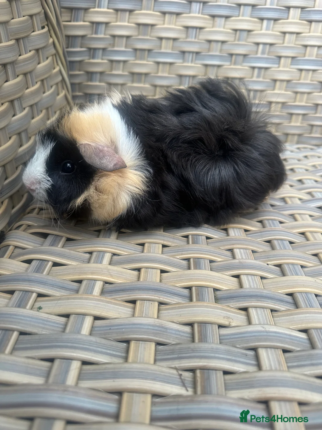 Guinea Pig rodents for sale: 1 left Lovely funky haired male guinea pig - Advert 3