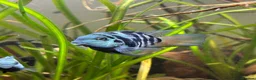 Cichlids fish for sale: DISCOUNT - POLAR BLUE CICHLIDS FRY - Advert 8