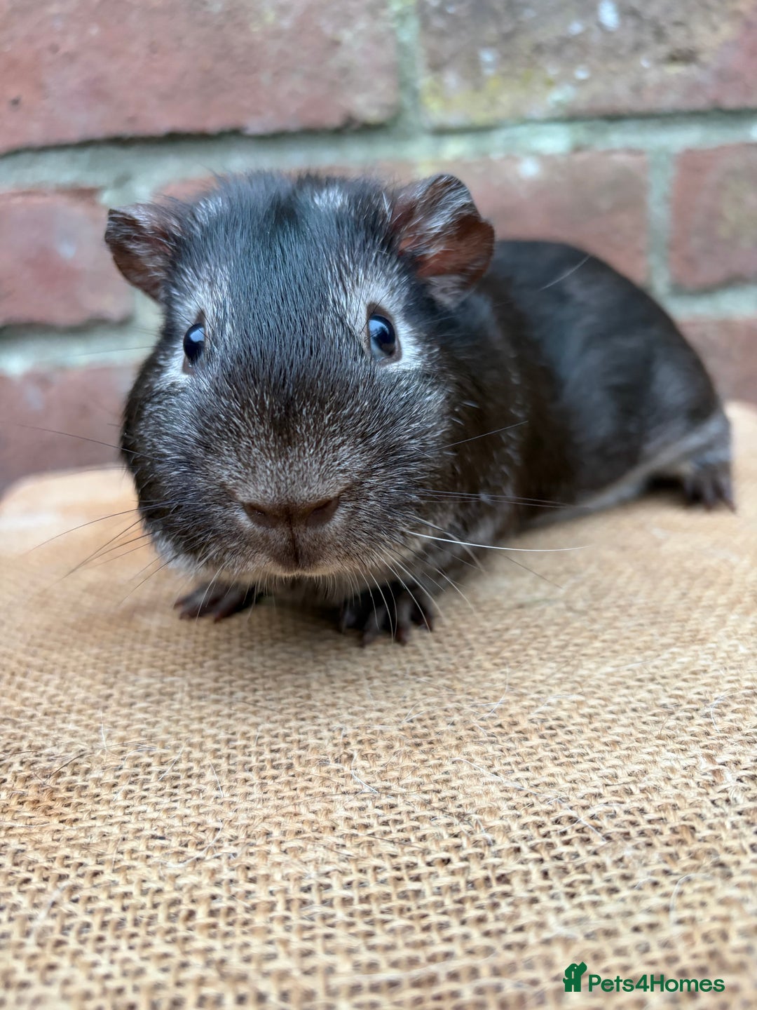 Guinea Pig rodents for sale: Two pretty boars  - Advert 2