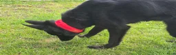 German Shepherd dogs for sale: Young German shepherd bitch  - Advert 3