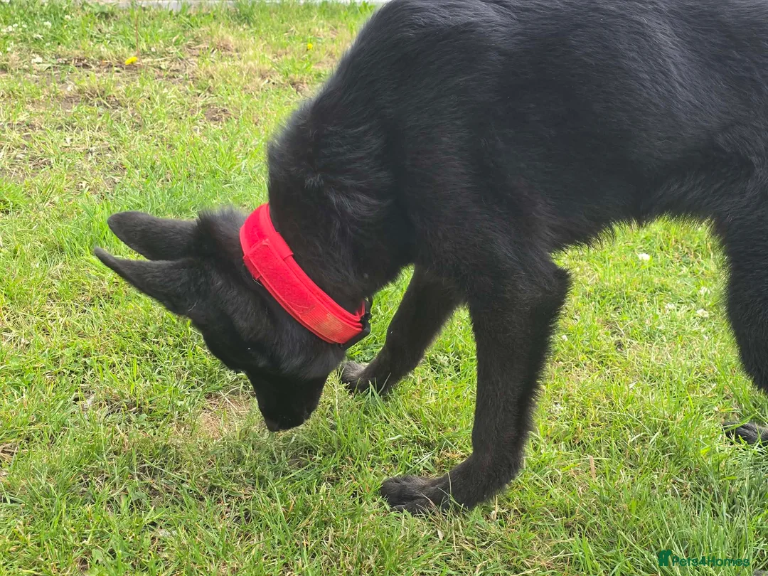 German Shepherd dogs for sale: Young German shepherd bitch  - Advert 3