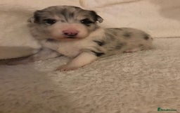 Border Collie dogs for sale: Fluffy long coat Blue merle border collie puppies - Image 16