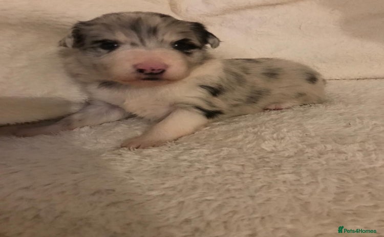 Border Collie dogs for sale - Advert 1