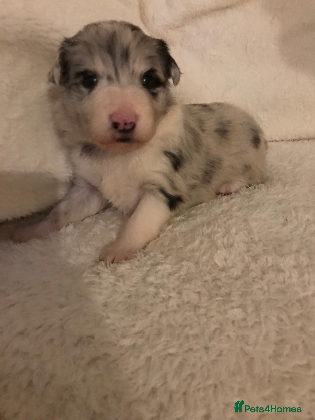 Border Collie dogs for sale: Fluffy long coat Blue merle border collie puppies - Image 16