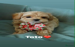 Maltipoo dogs for sale: Tiny F1 Asian Maltipoo puppies. Ready now! - Image 12