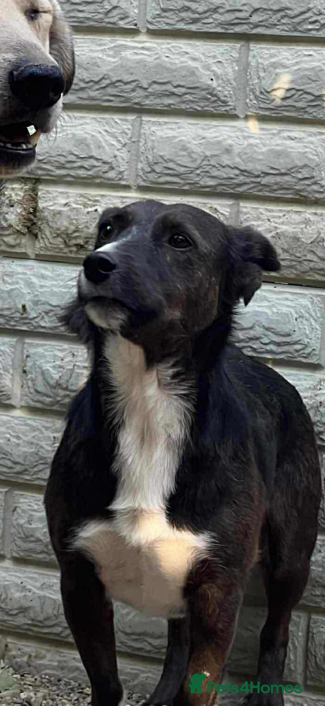 Mixed Breed dogs for adoption: Ronnie 3year old Romanian rescue  - Image 6