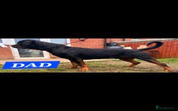 Rottweiler dogs for sale: KC REGISTERED ROTTWEILER PUPPIES in Lutterworth - Image 6