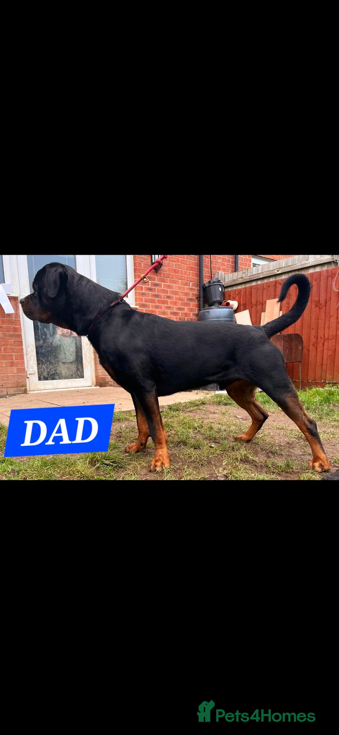 Rottweiler dogs for sale: KC REGISTERED ROTTWEILER PUPPIES in Lutterworth - Image 6
